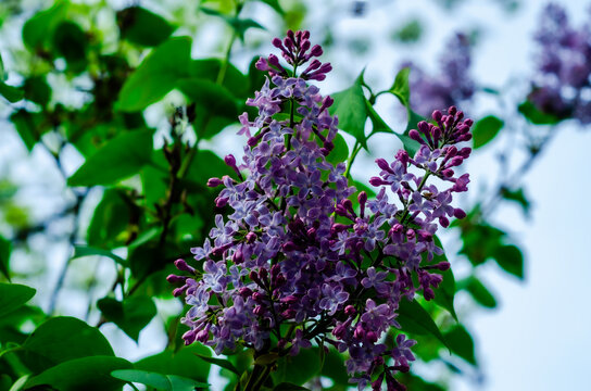 Lilac, Syringa Vulgaris