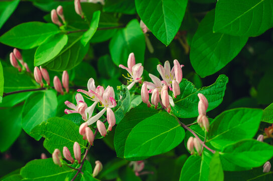 Tatarian Honeysuckle