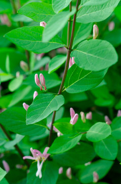 Tatarian Honeysuckle