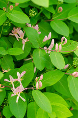 Tatarian Honeysuckle