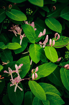 Tatarian Honeysuckle