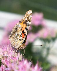 Painted Lady Butterfly