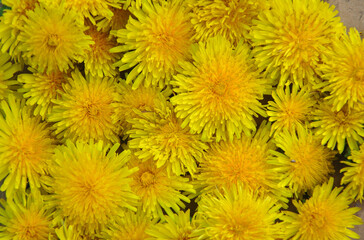 yellow dandelion flowers close-up. background of dandelion flowers