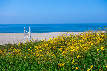 yellow wildflowers beside a beach volleyball court in Los Angeles, California