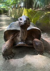 large Seychelles tortoise.