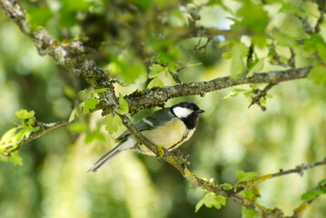 Great tit (Parus major) sitting in a tree in Zurich, Switzerland