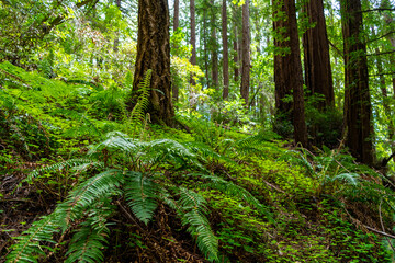 Views hiking inside in Muir Woods National Monument of the ferns, large coastal redwoods, moss, and tree canopy.