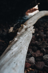Dead white tree on a red sand beach