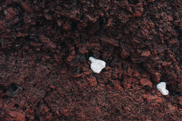 Tiny sea shell in water on red and black rocks