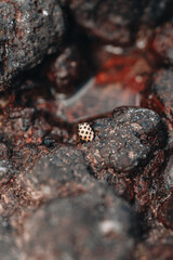 Tiny sea shell in water on red and black rocks
