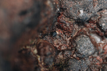 Tiny sea shell in water on red and black rocks