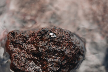 Tiny sea shell in water on red and black rocks