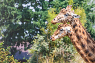 Natural reserve in Kenya. Couple of giraffes in safari park. Wildlife animals in savanna