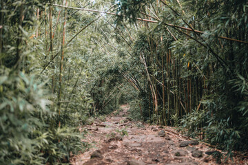 Hawaiian Bamboo forest