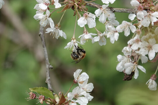 A Common Carder Bee (Bombus pascuorum) feeding on plum flowers