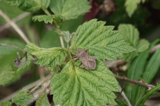 A Dock Bug (Coreus marginatus)