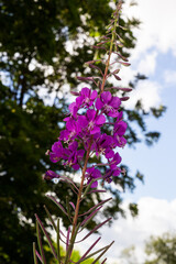 Closeup of pink flower of rosebay willowherb Chamaenerion angustifolium on light green background