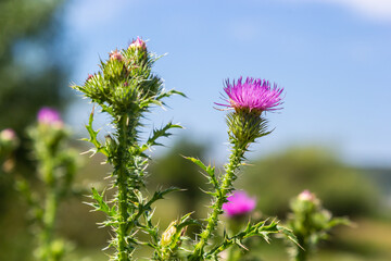 Blessed milk thistle flowers in field, close up. Silybum marianum herbal remedy, Saint Mary's...