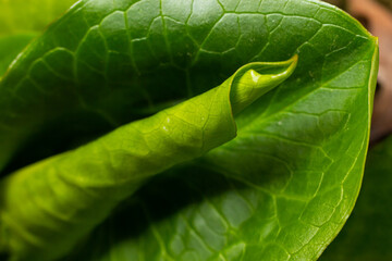 Cuckoopint or Arum maculatum arrow shaped leaf, woodland poisonous plant in family Araceae. arrow...