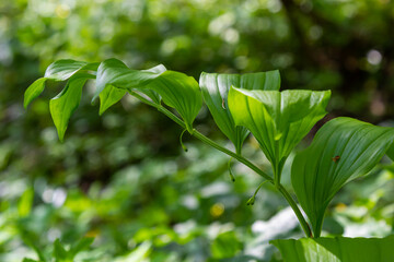 Polygonatum multiflorum, the Solomon's seal, David's harp, ladder-to-heaven or Eurasian Solomon's seal, is a species of flowering plant in the family Asparagaceae