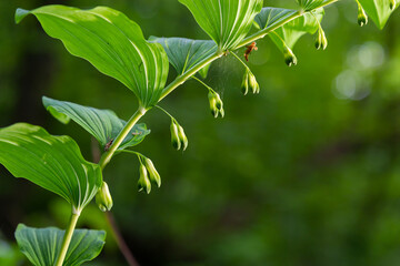 Polygonatum multiflorum, the Solomon's seal, David's harp, ladder-to-heaven or Eurasian Solomon's seal, is a species of flowering plant in the family Asparagaceae - obrazy, fototapety, plakaty