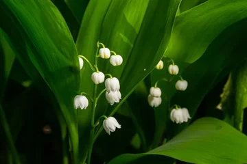Wandcirkels aluminium Lily of the Valley flowers Convallaria majalis with tiny white bells. Macro close up of poisonous flowering plant. Springtime herald and popular garden flower © Oleh Marchak