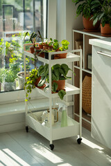 Sprouts plants in terracotta pots on cart at home. Houseplants - Pilea, Alocasia, Anthurium, Scindapsus, Ceropegia woodii, Dischidia ovata on metal shelfs. Indoor gardening - obrazy, fototapety, plakaty