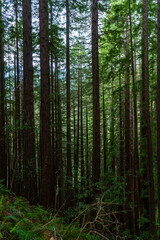 Views hiking inside in Muir Woods National Monument of the ferns, large coastal redwoods, moss, and tree canopy.