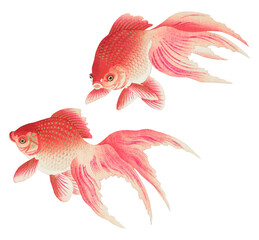 Goldfish animal png sticker, aquatic animal colorful illustration,  remix from the artwork of Ohara Koson - obrazy, fototapety, plakaty