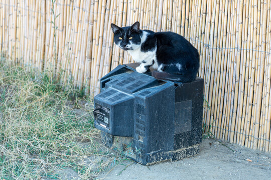 stray cat on top of old television placed in the trash