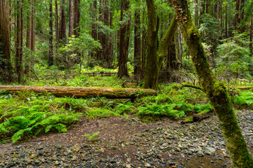 Views hiking inside in Muir Woods National Monument of the ferns, large coastal redwoods, moss, and...