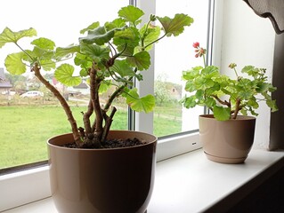Two vases in clay pots stand on a white window sill. The topic of indoor plants and their care.