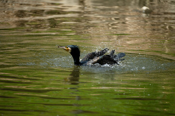 A cormorant bathing in the river water