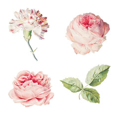 Blooming carnation and rose flowers collection design resource - obrazy, fototapety, plakaty