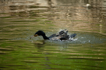 A cormorant bathing in the river water