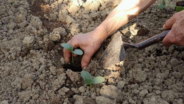 Mani che trapiantano la piantine di cetriolo nell'orto. Giardinaggio.