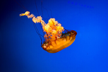 Jellyfish at the National Aquarium