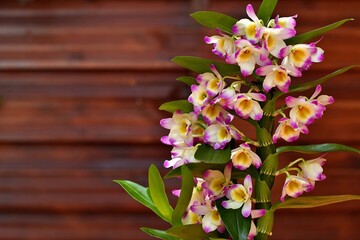 Kwitnący storczyk dendrobium szlachetne (Dendrobium nobile)