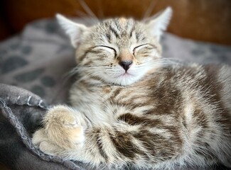 close up of a tabby kitten