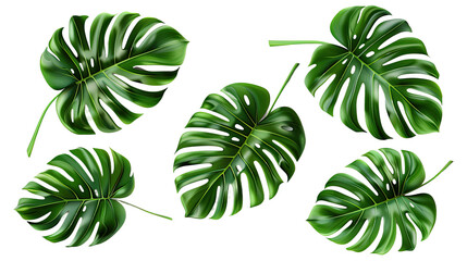 Monstera plant collection, vibrant green leaves isolated on transparent background. Digital art 3D rendering, top view flat lay, perfect for botanical designs and elegant decor.
