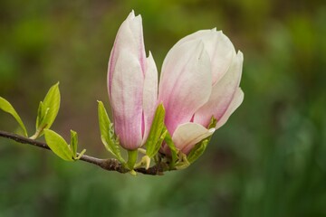 Blooming young magnolia tree in the garden
