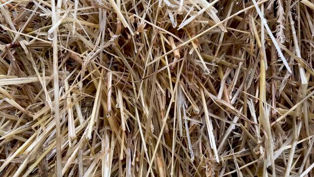 Close up a bale of hay group or haystack on agriculture farmin the rain