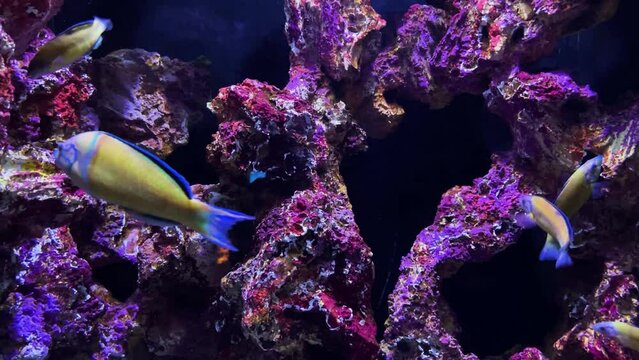 Animals of the underwater marine world in the aquarium. Ecosystem. Multicolored tropical fish. Life in a coral reef.