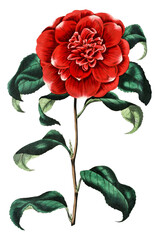 Crimson camellia flower png vintage botanical illustration