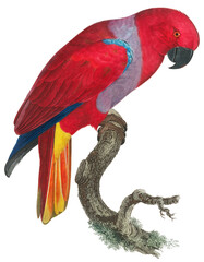 Retro eclectus parrot png illustration