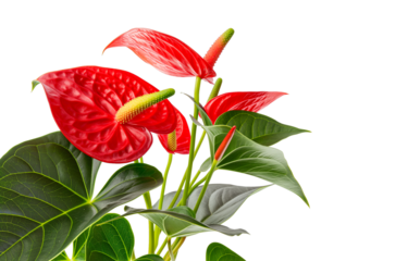 Red anthurium flower with green leaves isolated on transparent or white background