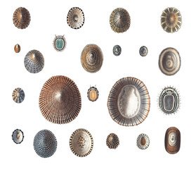 Sea snail png vintage sticker set, transparent background
