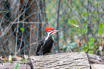 Pileated Woodpecker on a log 