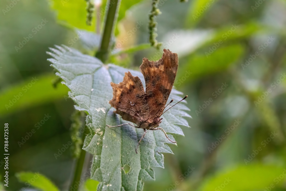 Poster a butterfly on leaf