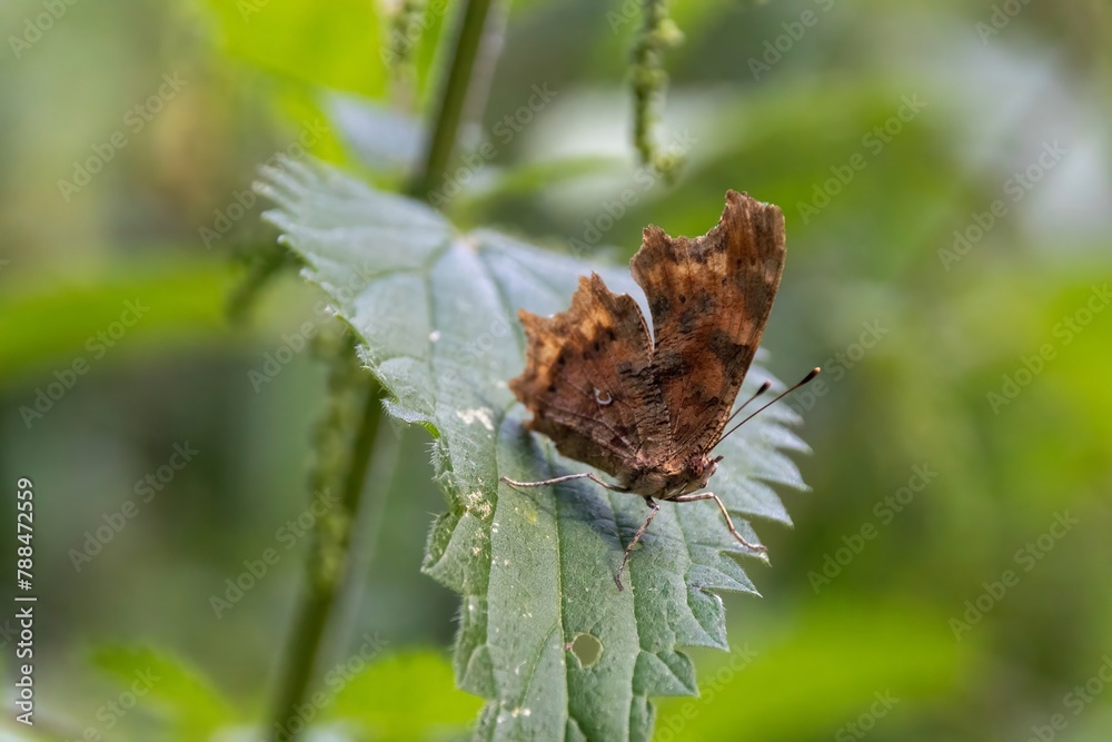 Wall mural a butterfly on leaf